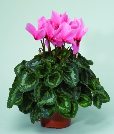 Cyclamen 'Sierra Salmon with eye'