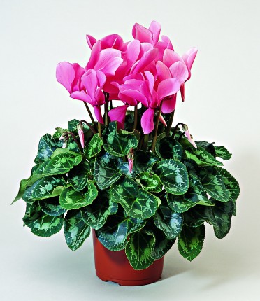 Cyclamen 'Sierra Salmon'