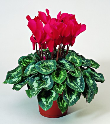 Cyclamen 'Sierra Scarlet'