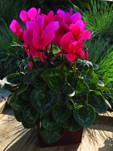 Cyclamen 'Sierra Synchro Deep Rose'