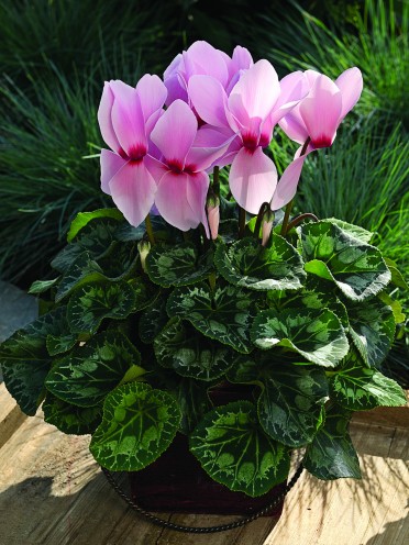 Cyclamen 'Sierra Synchro Light Pink with Eye'