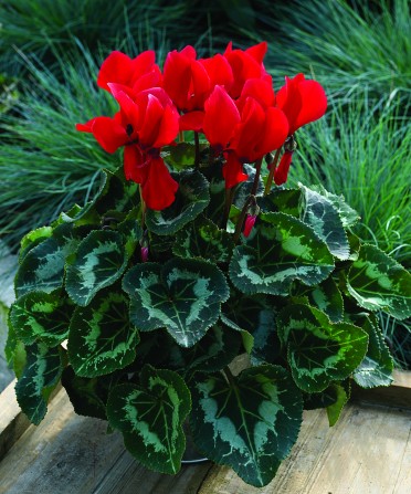 Cyclamen 'Sierra Synchro Scarlet'