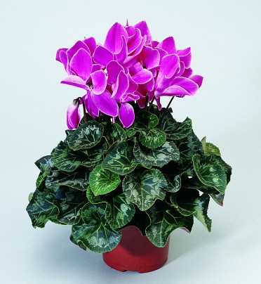 Cyclamen 'Sierra Synchro Wine Flame'