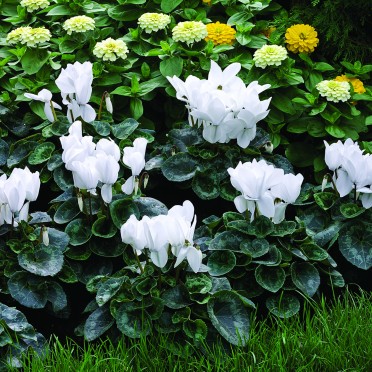 Cyclamen 'Sierra White'