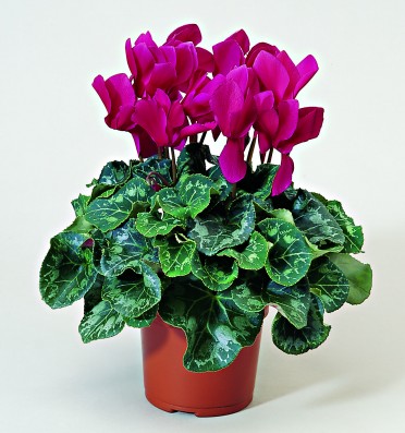 Cyclamen 'Sierra Wine Flame'