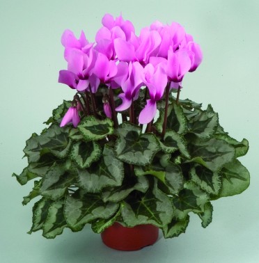 Cyclamen 'Sterling Pink'