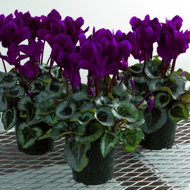 Cyclamen 'Sterling Purple'