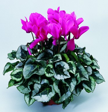 Cyclamen 'Sterling Rose'