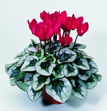 Cyclamen 'Sterling Scarlet'