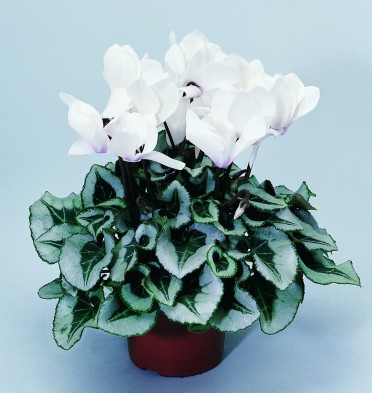 Cyclamen 'Sterling White'