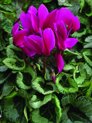 Cyclamen 'Winter Ice Purple'