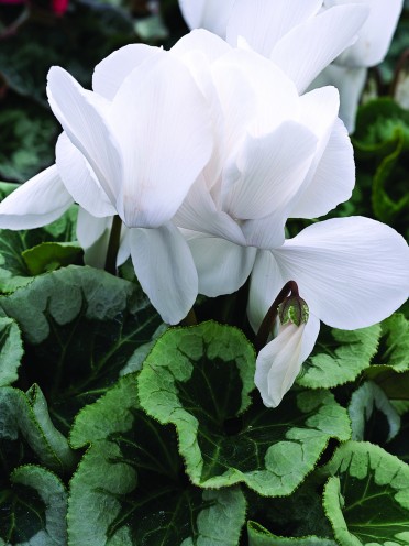 Cyclamen 'Winter Ice White'