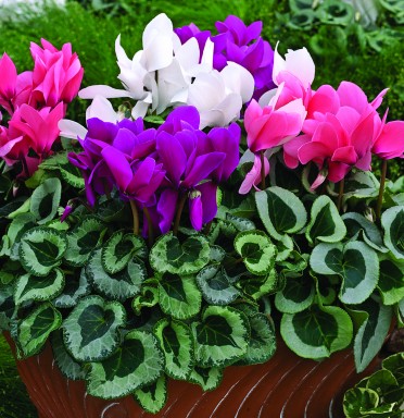 Cyclamen 'Winter Ice'