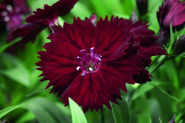 Dianthus 'Elation Crimson'