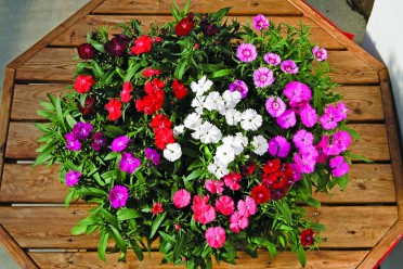 Dianthus 'Elation Mix'