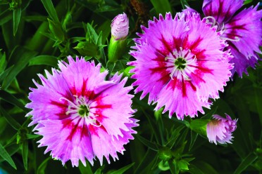 Dianthus 'Elation Pink Bicolor'