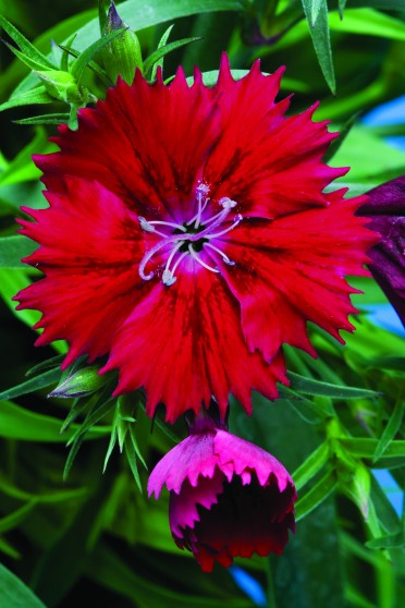 Dianthus 'Elation Red'