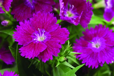 Dianthus 'Elation Violet'