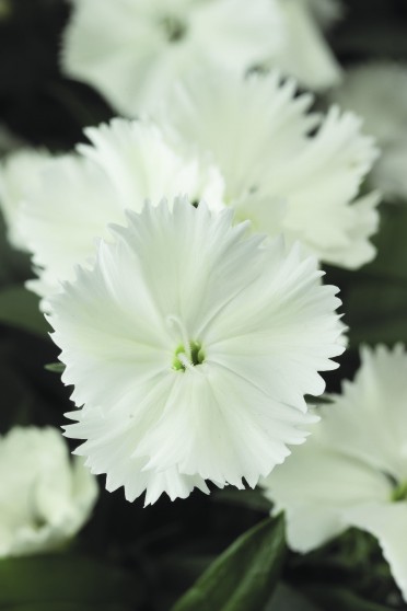 Dianthus 'Elation White'