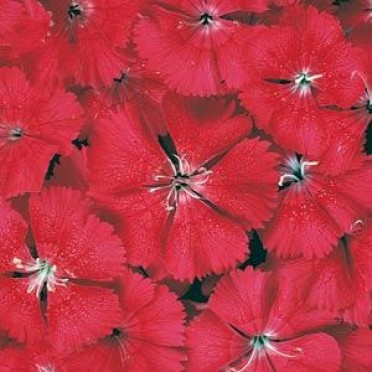 Dianthus 'Floral Lace Cherry'