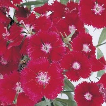 Dianthus 'Floral Lace Crimson'