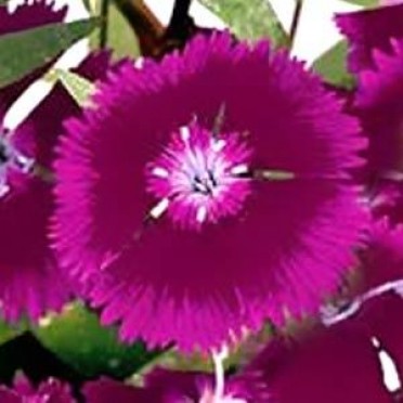 Dianthus 'Floral Lace Lilac'
