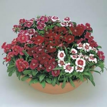 Dianthus 'Floral Lace Mix'