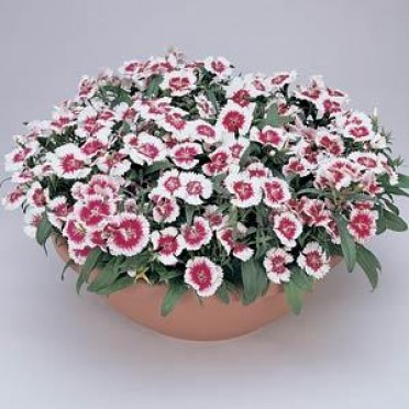 Dianthus 'Floral Lace Picotee'