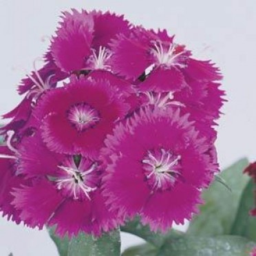 Dianthus 'Floral Lace Purple'