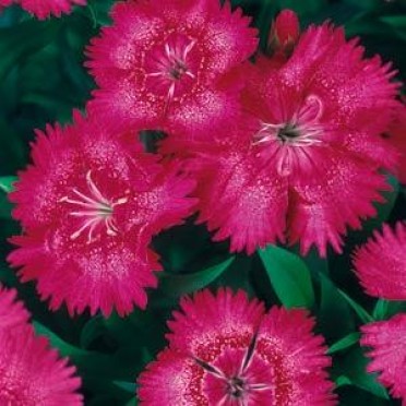 Dianthus 'Floral Lace True Rose'