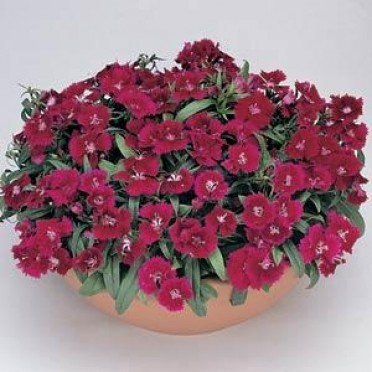 Dianthus 'Floral Lace Violet'