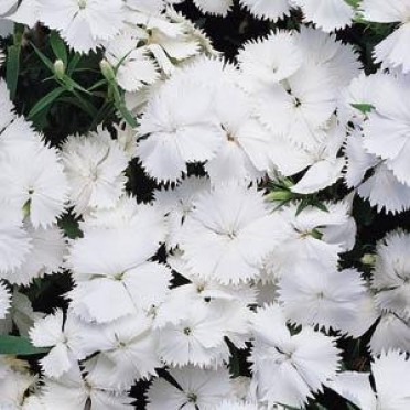 Dianthus 'Floral Lace White'