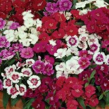 Dianthus 'Ideal Mix'