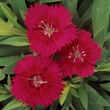 Dianthus 'Ideal Red'