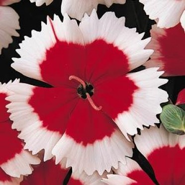 Dianthus 'Valentine'