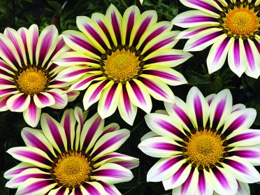 Gazania 'Big Kiss White Flame'