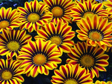 Gazania 'Big Kiss Yellow Flame'