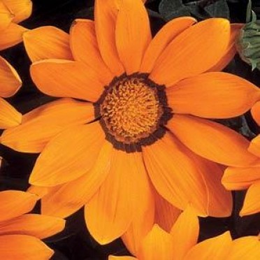 Gazania 'Daybreak Bright Orange'