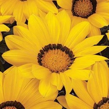 Gazania 'Daybreak Bright Yellow'