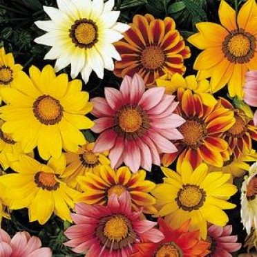 Gazania 'Daybreak Mix'