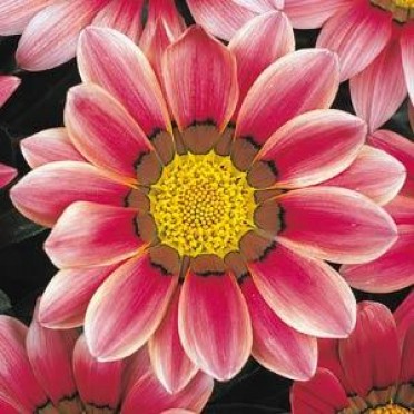 Gazania 'Daybreak Pink Shades'