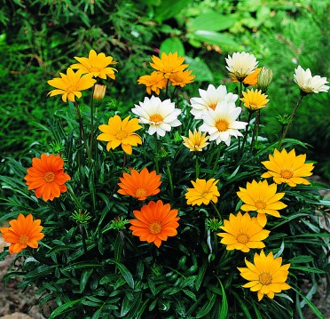 Gazania 'Gazoo Citrus Mix'