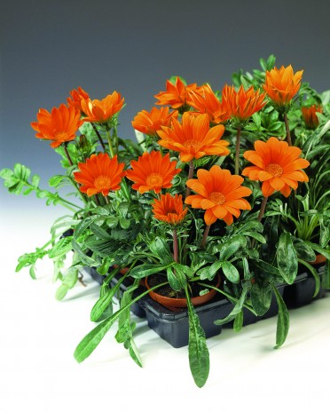 Gazania 'Gazoo Clear Orange'