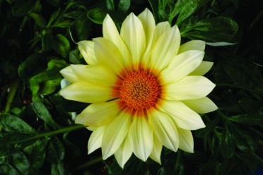 Gazania 'Gazoo Clear Vanilla'