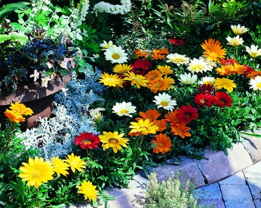 Gazania 'Gazoo Formula Mix'