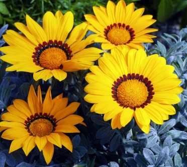 Gazania 'Kiss Frosty Yellow'