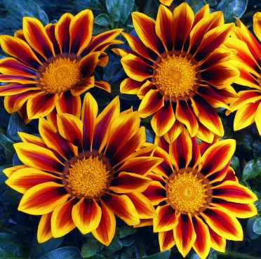 Gazania 'Kiss Golden Flame'