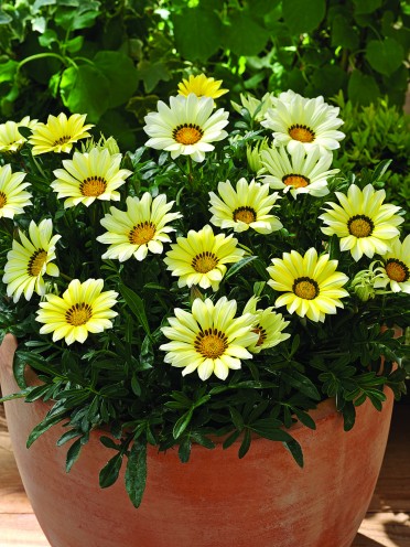 Gazania 'Kiss Lemon Shades'