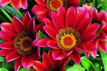 Gazania 'Kiss Mahogony'