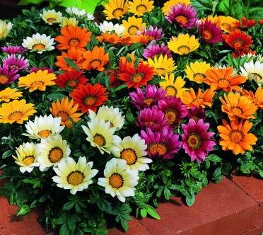 Gazania 'Kiss Mix'